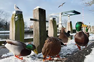 Westereen: Mallard