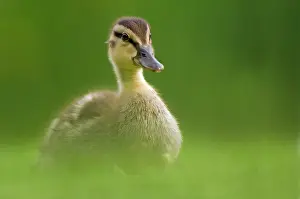 Westereen: Mallard
