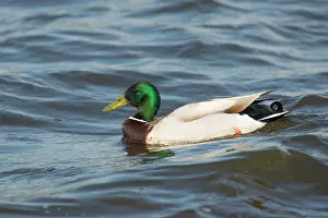 Starrevaart: Mallard