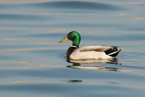 Drifting: Mallard