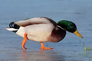 Westereen: Mallard