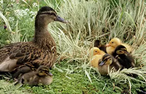 Difference: Mallard