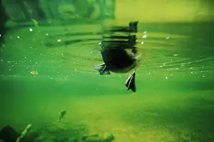 Webbed: Mallard