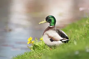 Ditch: Mallard