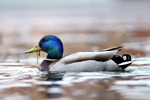 Kampen: Mallard