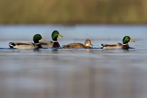 Soerendonk: Mallard