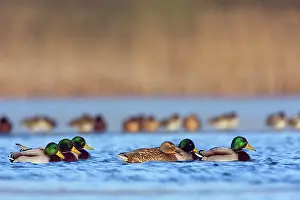 Soerendonk: Mallard