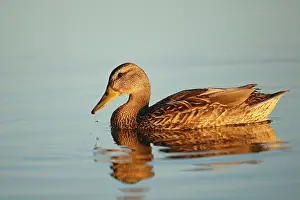 Droplets: Mallard