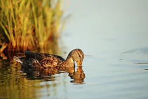 Anchorage: Mallard