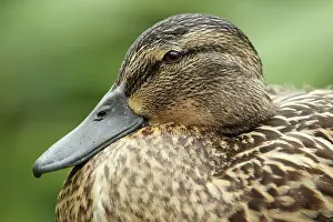 Estuaries: Mallard