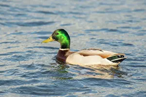 Drifting: Mallard