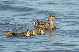 Duckling: Mallard