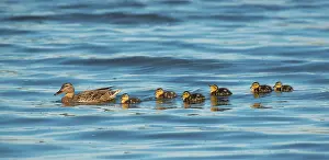 Duckling: Mallard