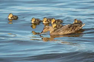 Duckling: Mallard