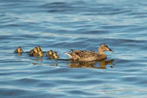 Duckling: Mallard