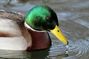 Oostvaardersplassen: Mallard