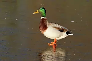 Oostvaardersplassen: Mallard