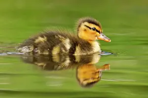 Duckling: Mallard