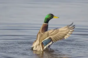 Platyrhynchos: Mallard
