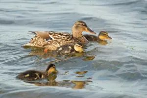 Picking: Mallard