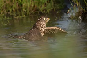 Mallard: Mallard