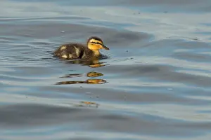 Mallard: Mallard