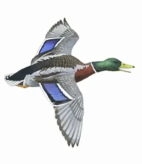 Mallard: Mallard