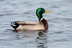 Mallard: Mallard