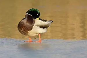 Mallard: Mallard