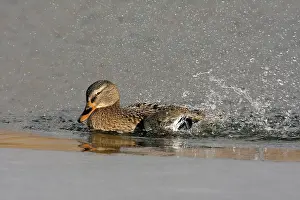 Mallard: Mallard