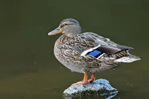 Nurse: Mallard