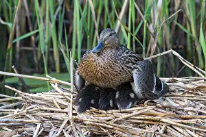 Platyrhynchos: Mallard (Anas platyrhynchos), adult bird warms its
