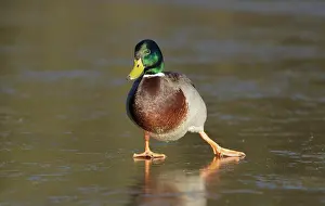 Platyrhynchos: Mallard (Anas platyrhynchos), adult male, slipping