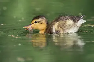 Platyrhynchos: Mallard (Anas platyrhynchos), chick swims in the