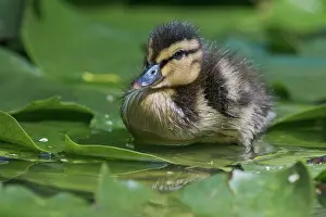 Nymphaeaceae: Mallard (Anas platyrhynchos), chick on water lily