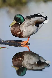 Mallard: Mallard (Anas platyrhynchos), drake with mirror