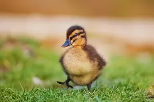 Duckling: Mallard (Anas platyrhynchos ), Duckling waddling