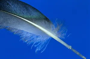 Platyrhynchos: Mallard (Anas platyrhynchos) feather showing de