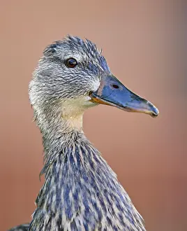 Platyrhynchos: Mallard (Anas platyrhynchos), female, animal portrait