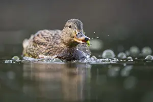 Mallard: Mallard (Anas platyrhynchos) female