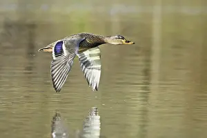 Mallard: Mallard (Anas platyrhynchos), female in flight