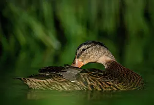 Platyrhynchos: Mallard (Anas platyrhynchos ), Female, swimming