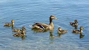 Platyrhynchos: Mallard (Anas platyrhynchos), female swims with