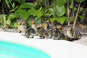 Anatinae: Mallard (Anas platyrhynchos), first bath newborn