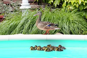 Anatinae: Mallard (Anas platyrhynchos), first bath newborn
