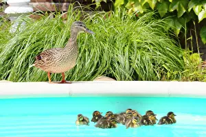 Anatinae: Mallard (Anas platyrhynchos), first bath newborn