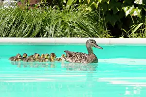 Follow: Mallard (Anas platyrhynchos), first bath newborn