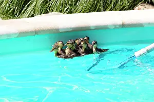Tackle: Mallard (Anas platyrhynchos), first bath newborn