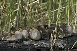Fledgling: Mallard (Anas platyrhynchos) juvenile