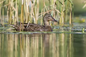 Catch: Mallard (Anas platyrhynchos) juvenile